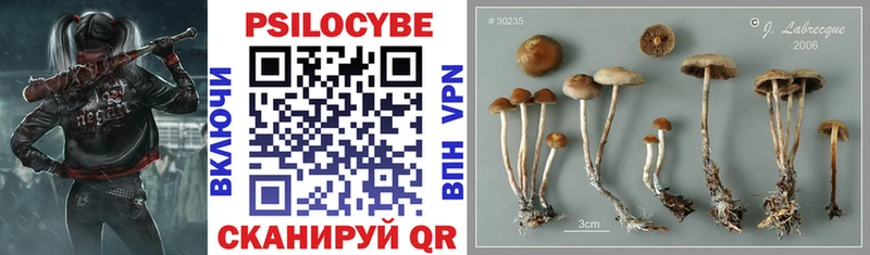shop состав  закладки  Перевоз  Галлюциногенные грибы Cubensis 